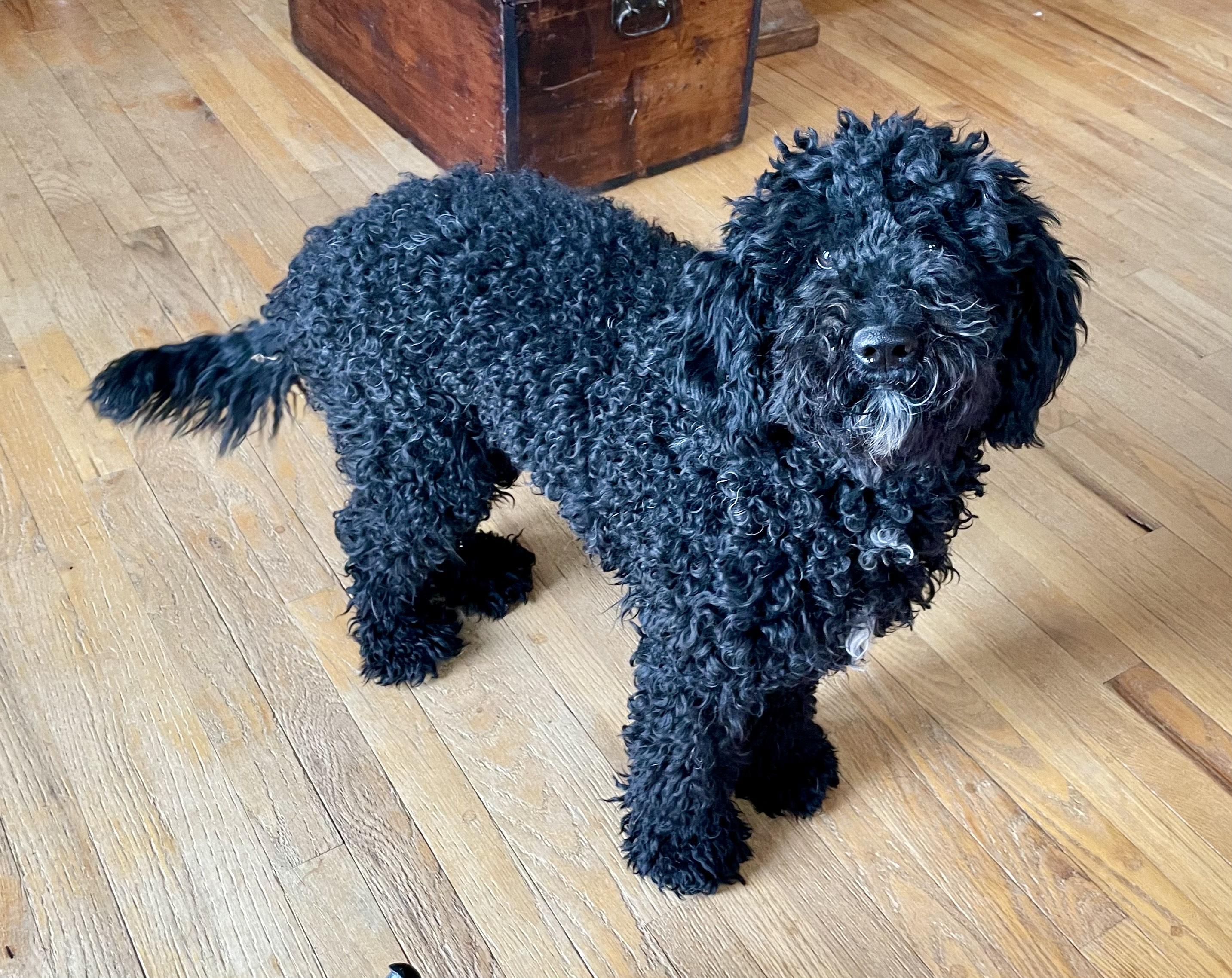 Luna Doo, adopted, Young Female Goldendoodle & Poodle.