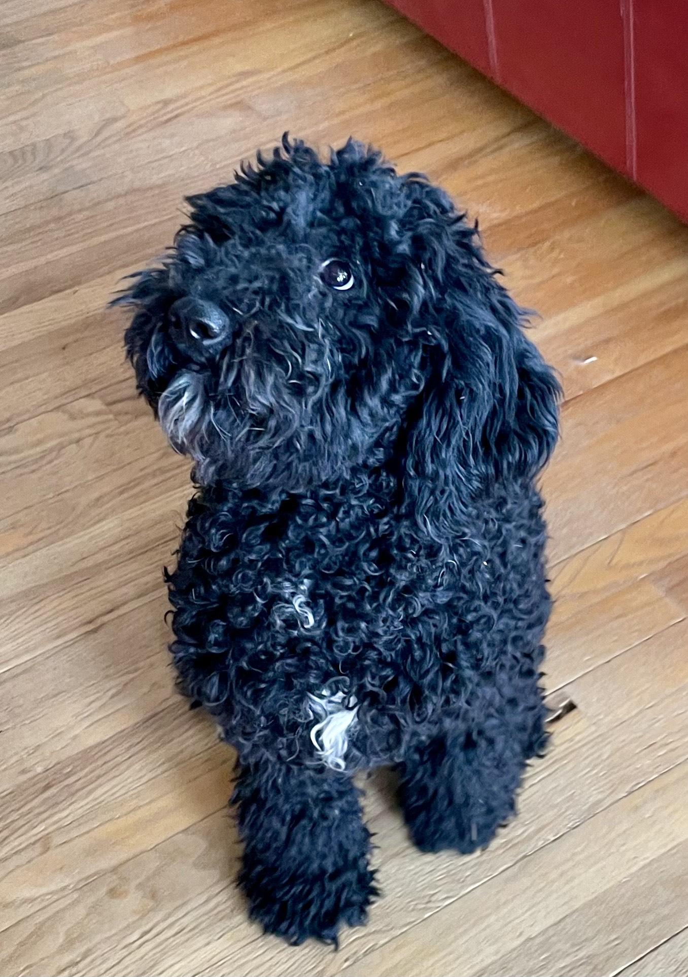Enlarge Luna Doo, an adopted mixed breed in MORAVIAN FALLS, NC image 2/4