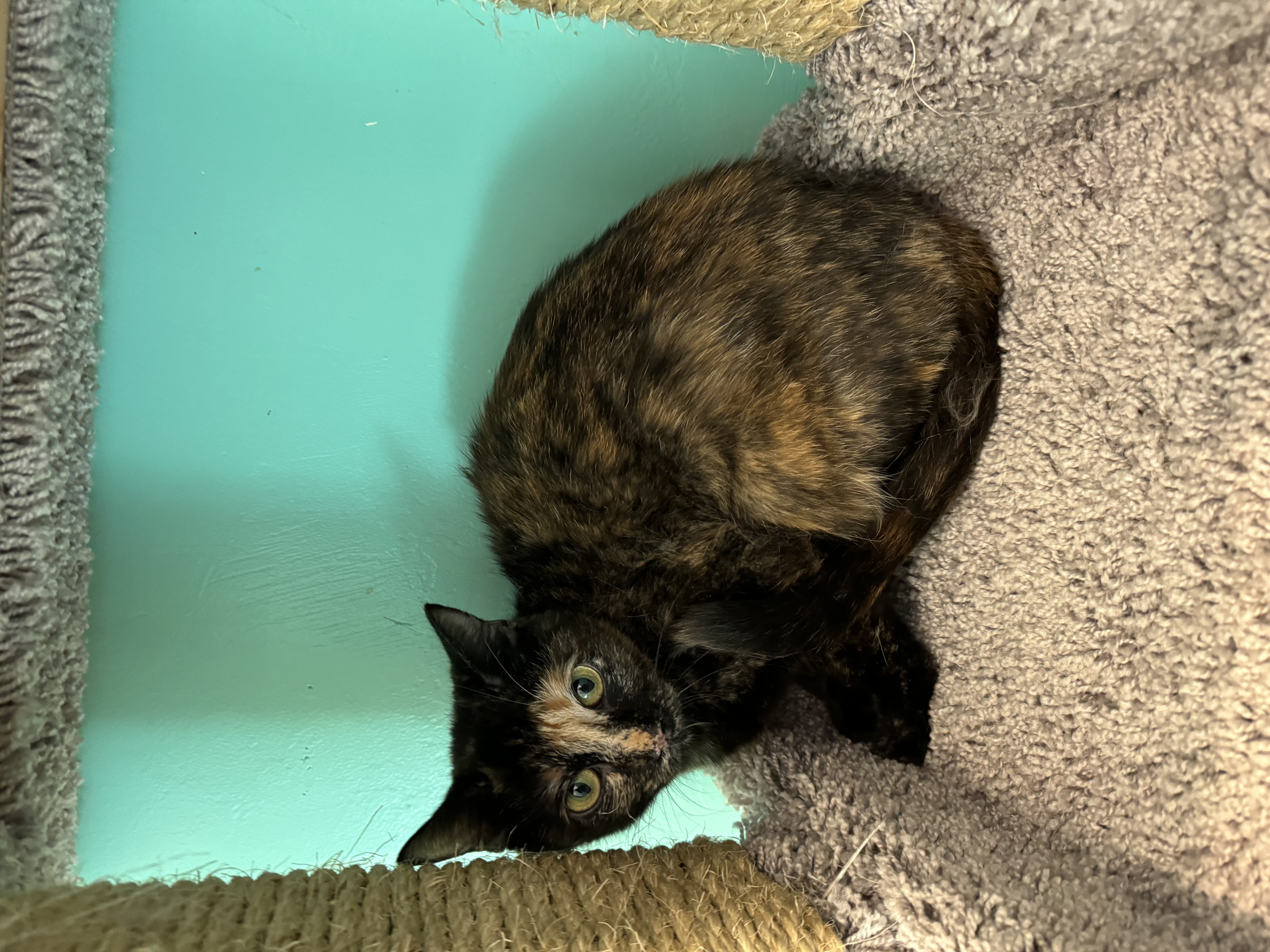 Enlarge Olive, a Adoptable Domestic Short Hair in Jackson, WY image 1/2