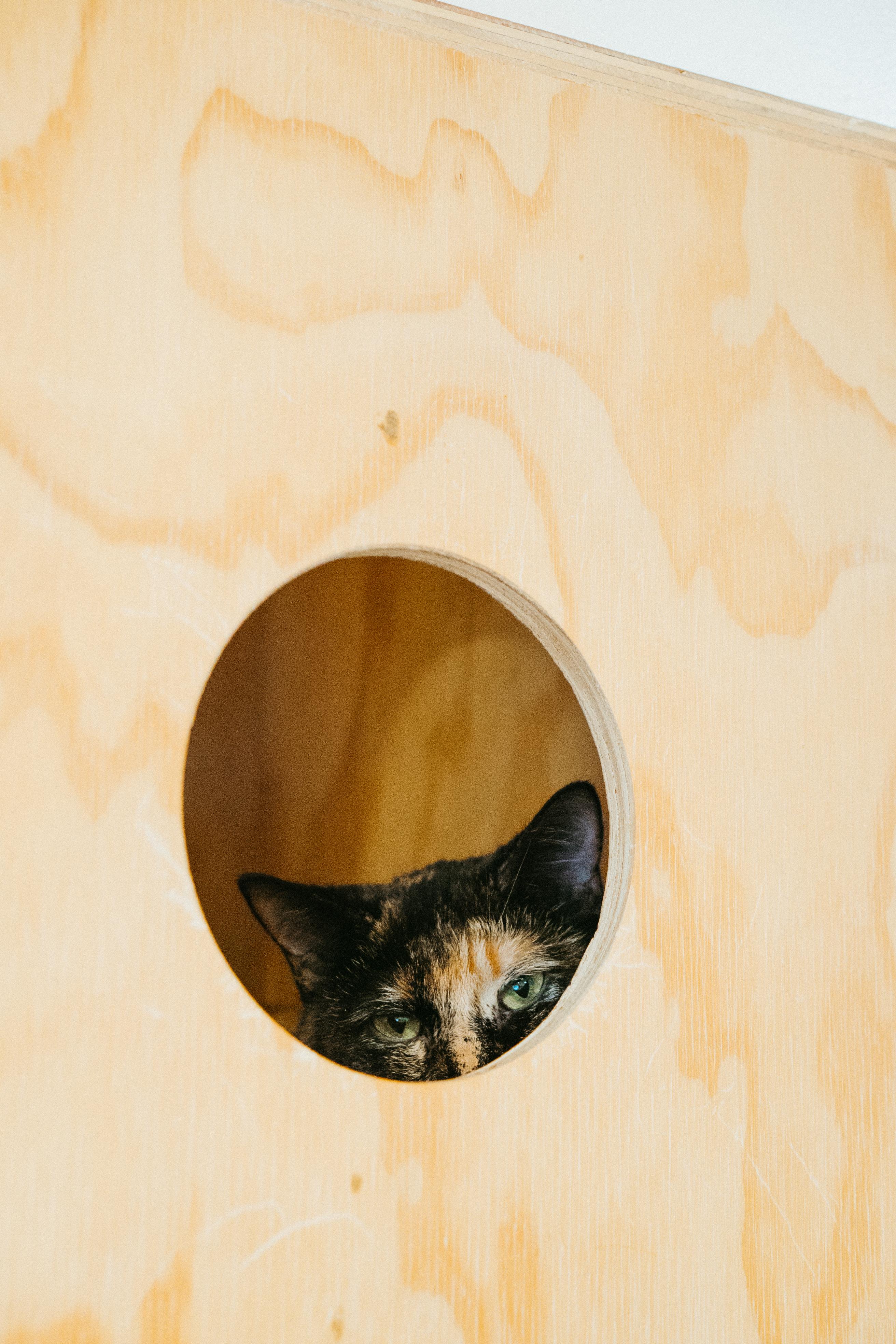 Enlarge Olive, a Adoptable Domestic Short Hair in Jackson, WY image 2/2