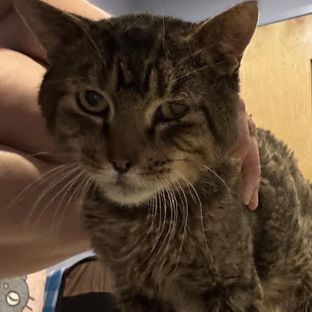 Enlarge Megastar, a Adoptable Domestic Short Hair in Oyster Bay, NY image 1/1