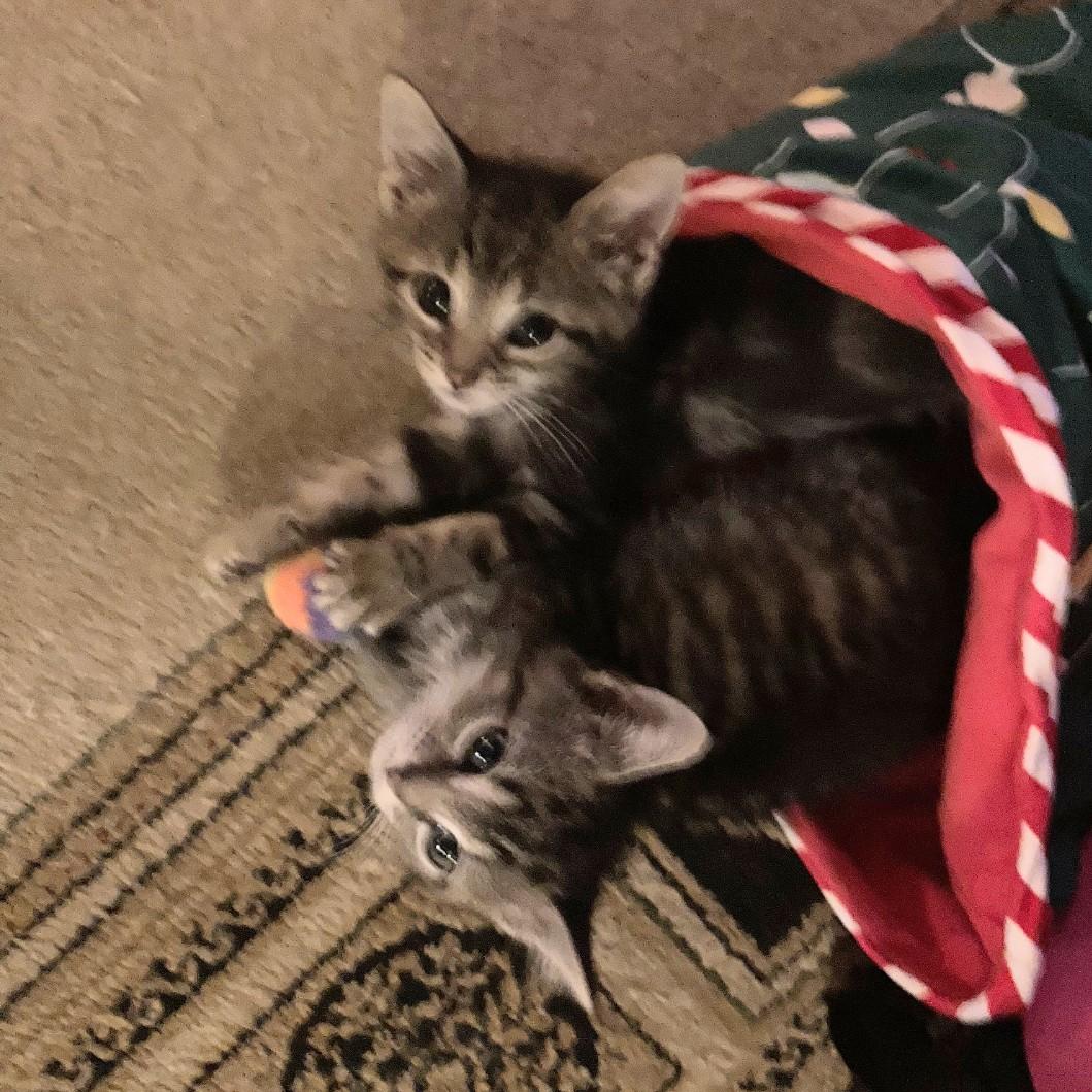 Daisy and Duke, Adoptable, Kitten Female Domestic Short Hair.