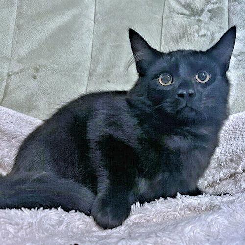 Luke, Adoptable, Young Male Domestic Long Hair.