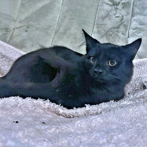 Luke, a Adoptable Domestic Long Hair in Rutherfordton, NC image 2/2