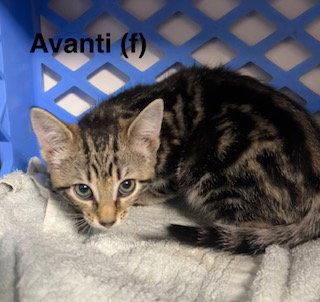 Enlarge Avanti, a Adoptable mixed breed in Saugerties, NY image 1/2