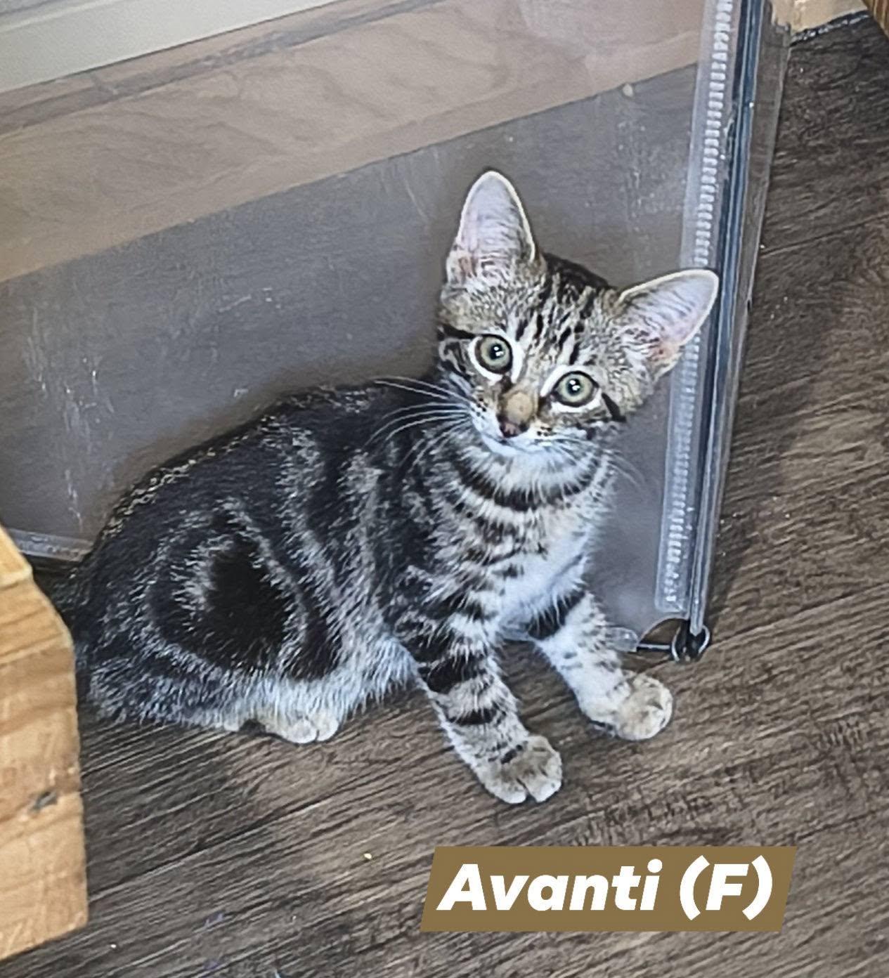 Enlarge Avanti, a Adoptable mixed breed in Saugerties, NY image 2/2