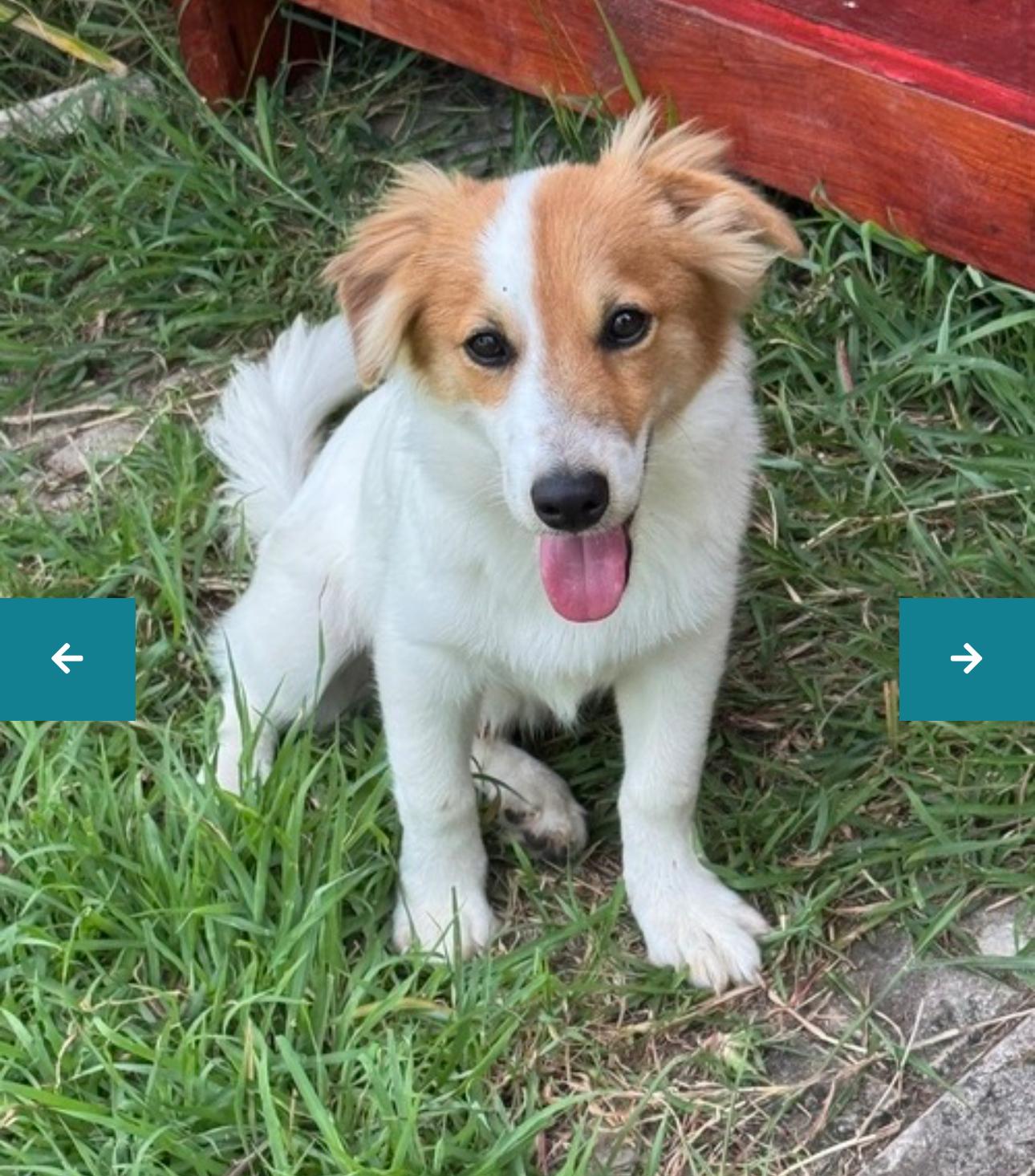 Harlan