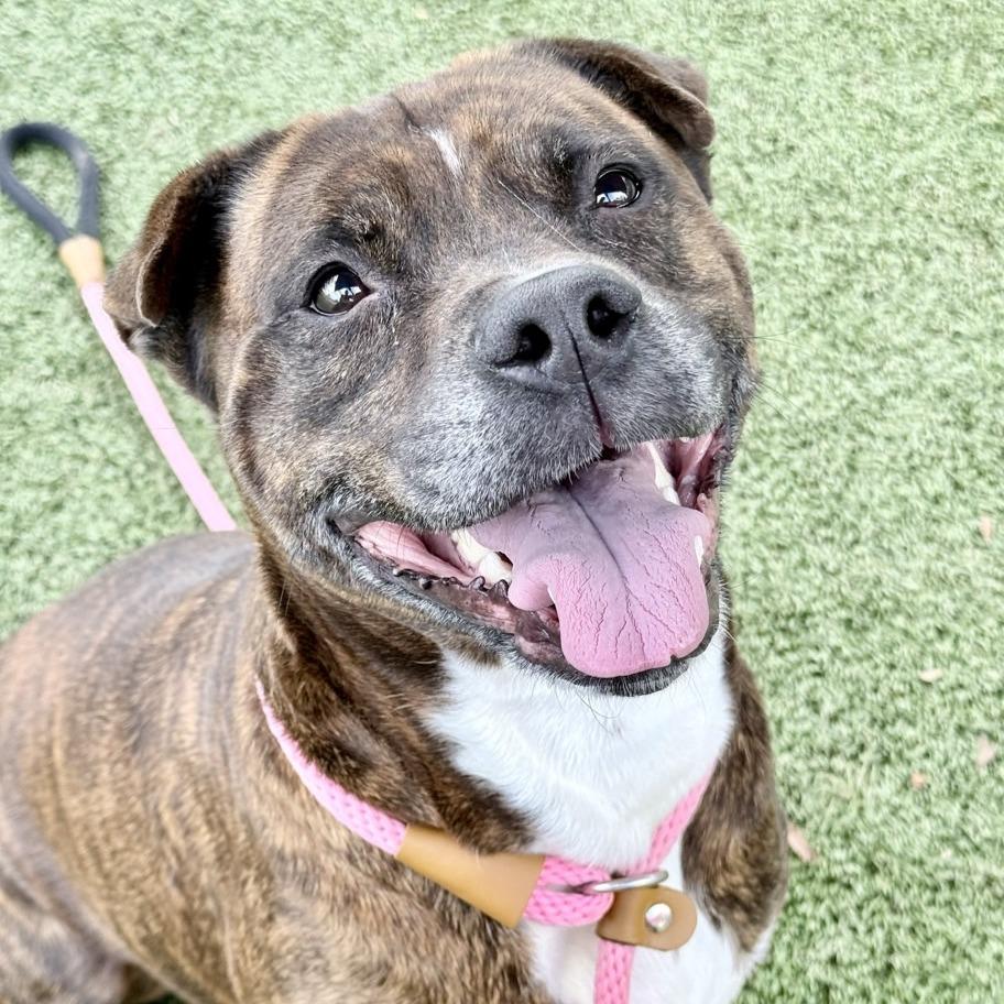 Jekyll, Adoptable, Adult Male Pit Bull Terrier & Boxer.