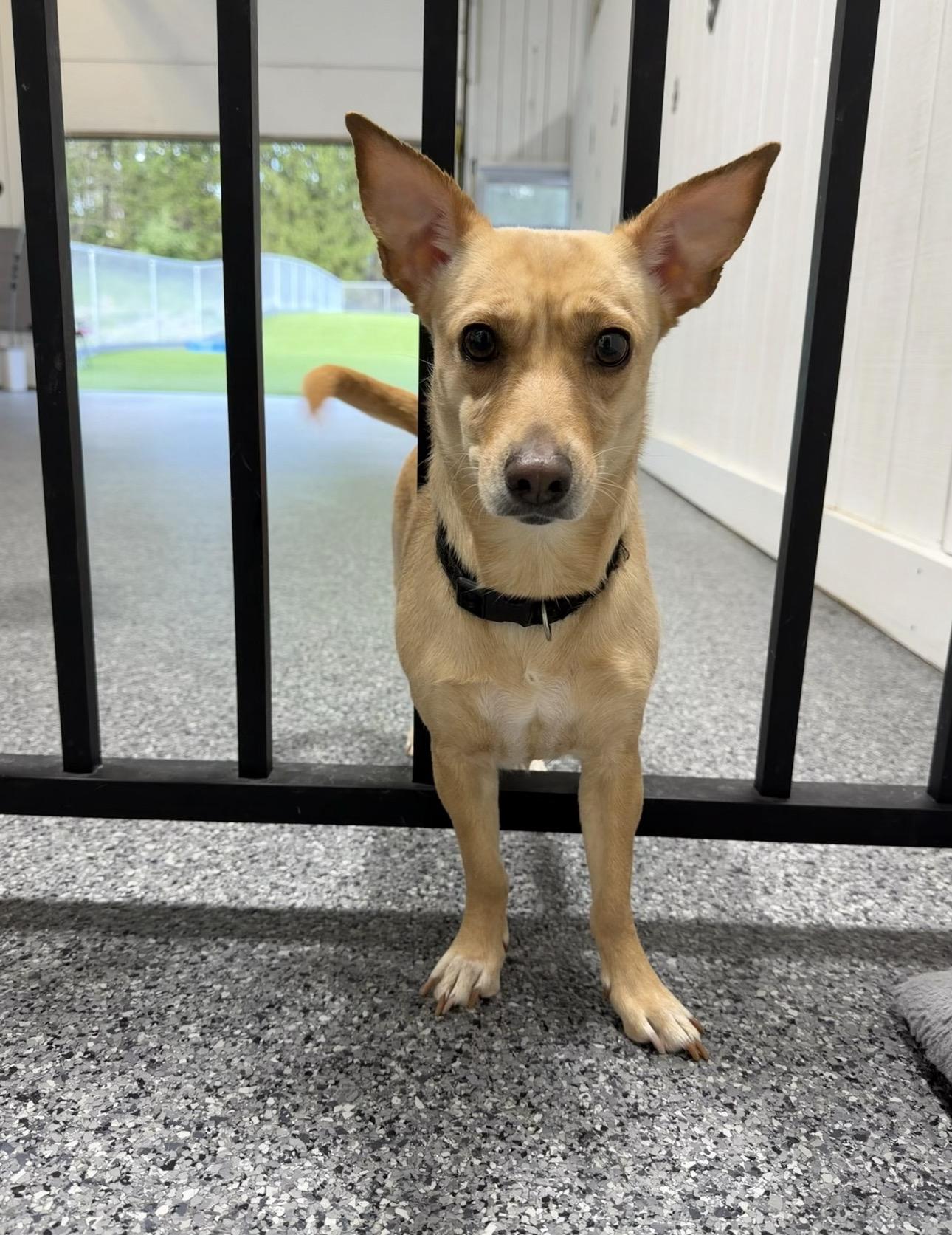 Tillie, a ADOPTABLE mixed breed in Kutztown, PA image 2/2