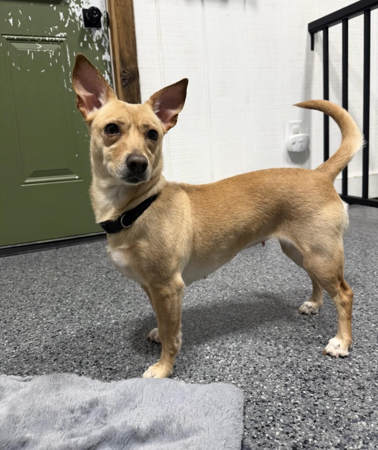 Tillie, ADOPTABLE, Young Female Chihuahua.