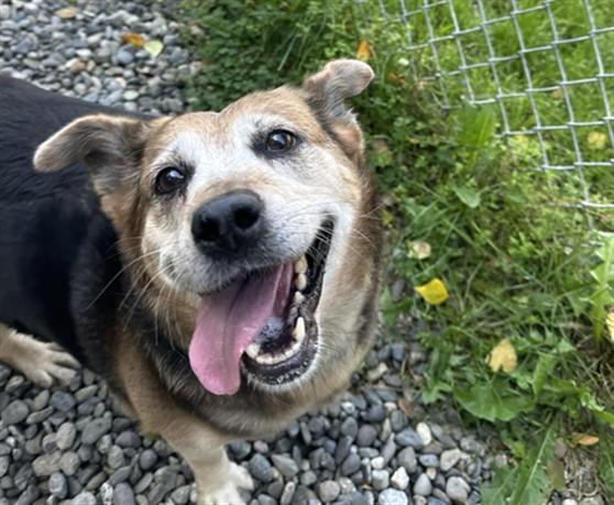 JUBILEE, Adoptable, Adult Female Beagle & Terrier.