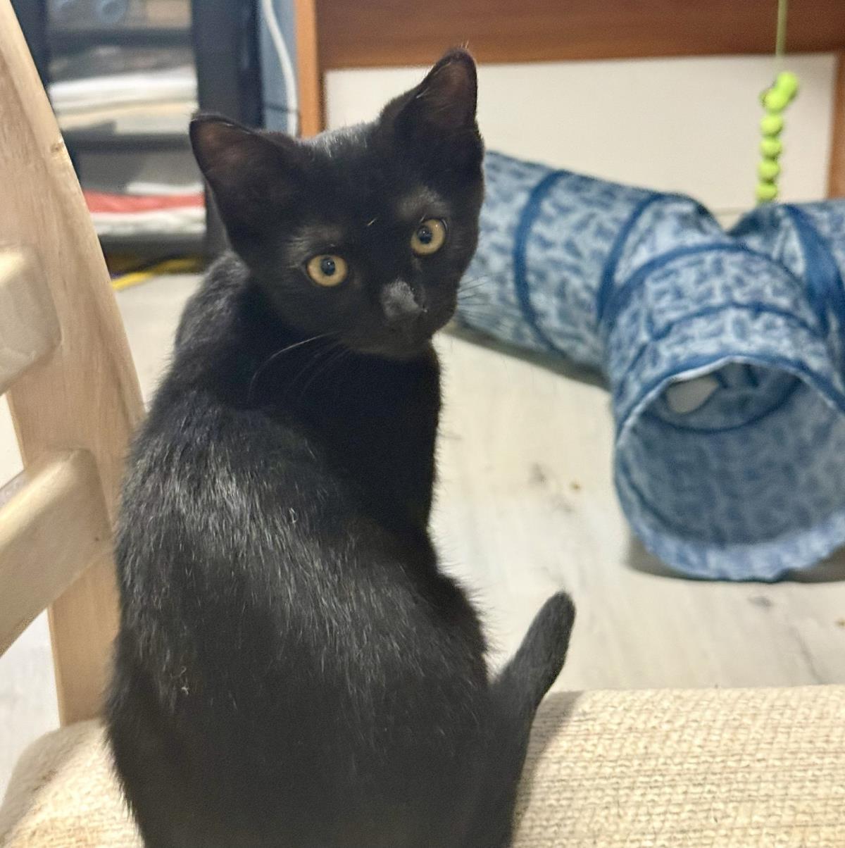 Vasara, Adoptable, Kitten Female Domestic Short Hair.