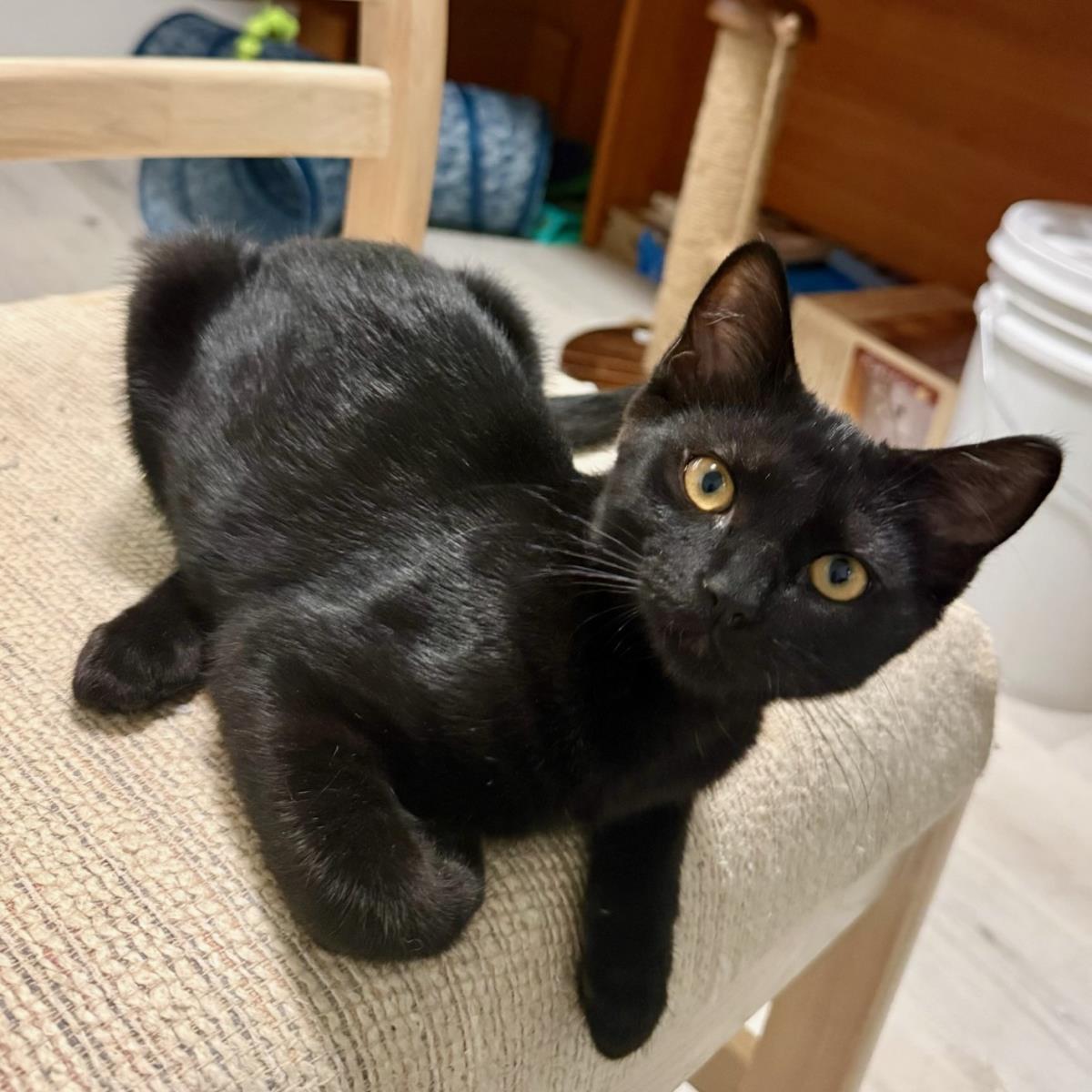 Enlarge Vasara, a Adoptable mixed breed in Lincoln, CA image 2/3