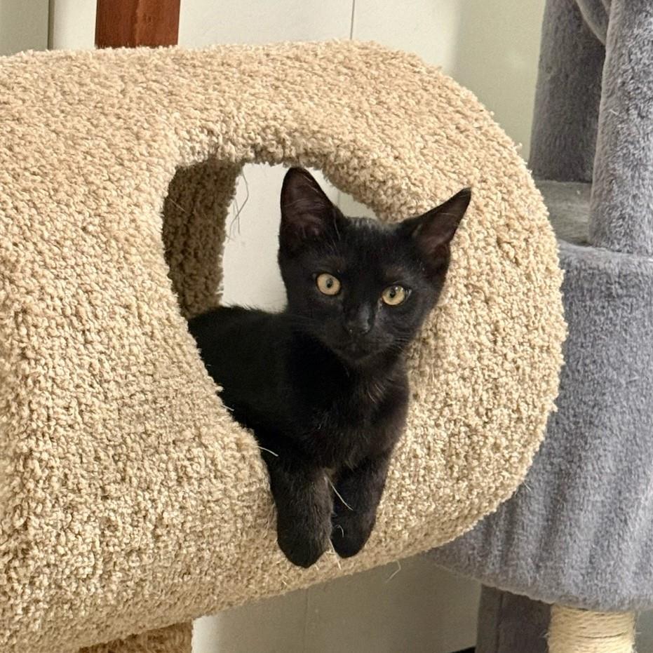 Enlarge Vasara, a Adoptable mixed breed in Lincoln, CA image 3/3