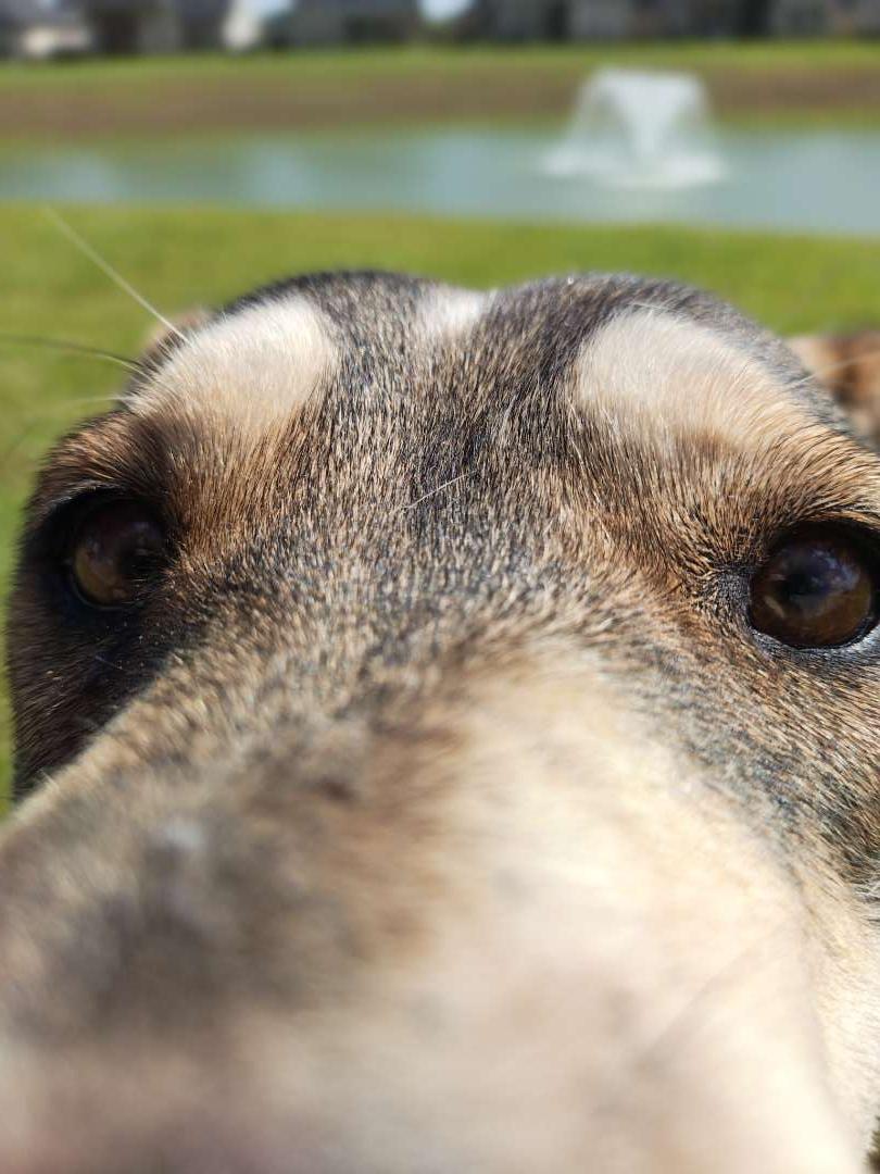 Enlarge Leni (Leanor), a ADOPTABLE mixed breed in PEARLAND, TX image 3/6