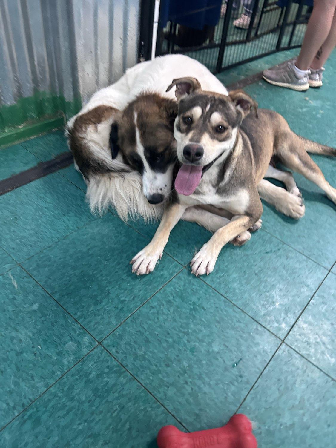 Enlarge Leni (Leanor), a ADOPTABLE mixed breed in PEARLAND, TX image 6/6