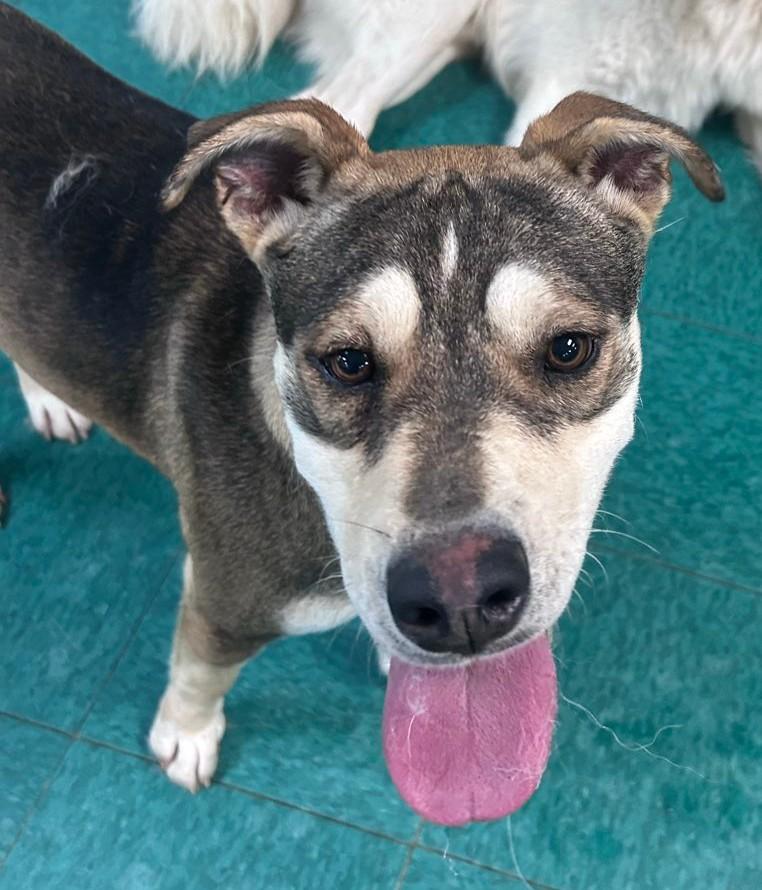 Enlarge Leni (Leanor), a ADOPTABLE mixed breed in PEARLAND, TX image 5/6