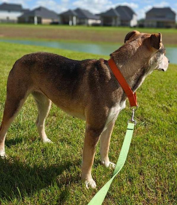 Enlarge Leni (Leanor), a ADOPTABLE mixed breed in PEARLAND, TX image 2/6
