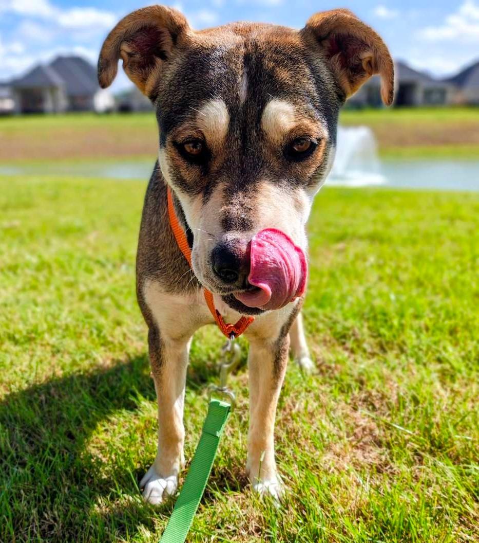 Enlarge Leni (Leanor), a ADOPTABLE mixed breed in PEARLAND, TX image 4/6