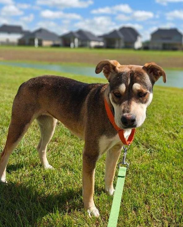 Enlarge Leni (Leanor), a ADOPTABLE mixed breed in PEARLAND, TX image 1/6