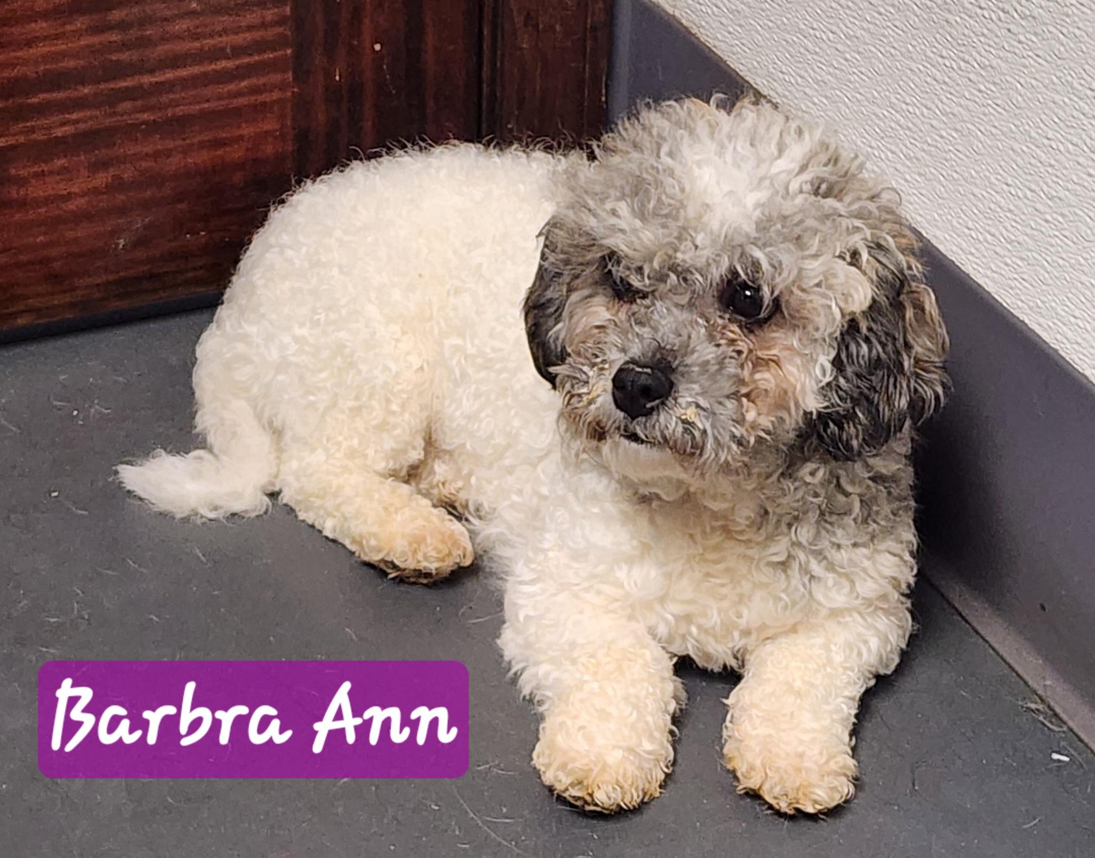 Barbra Ann, an adoptable mixed breed in Wheelersburg, OH image 4/5