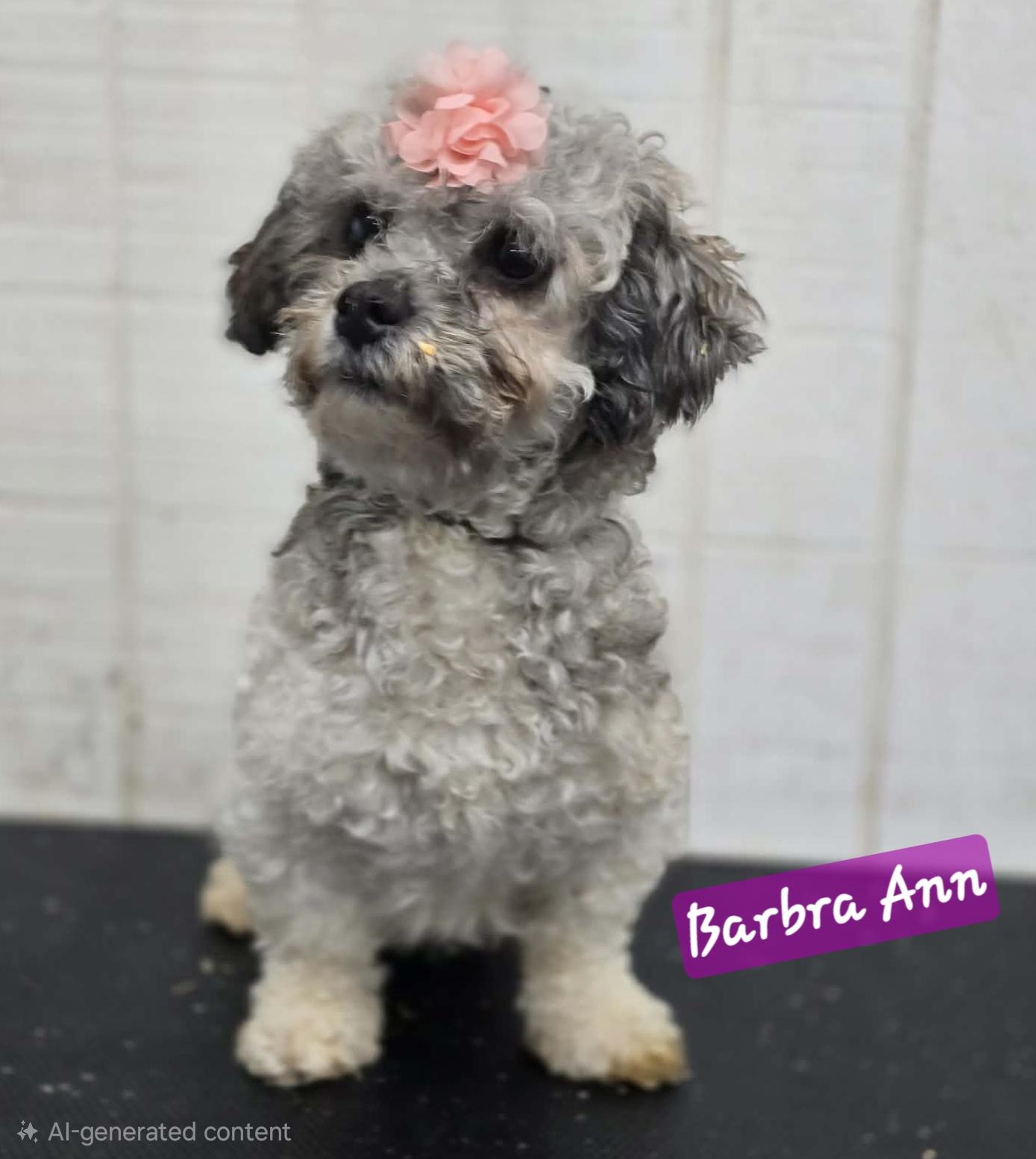 Barbra Ann, an adoptable mixed breed in Wheelersburg, OH image 3/5
