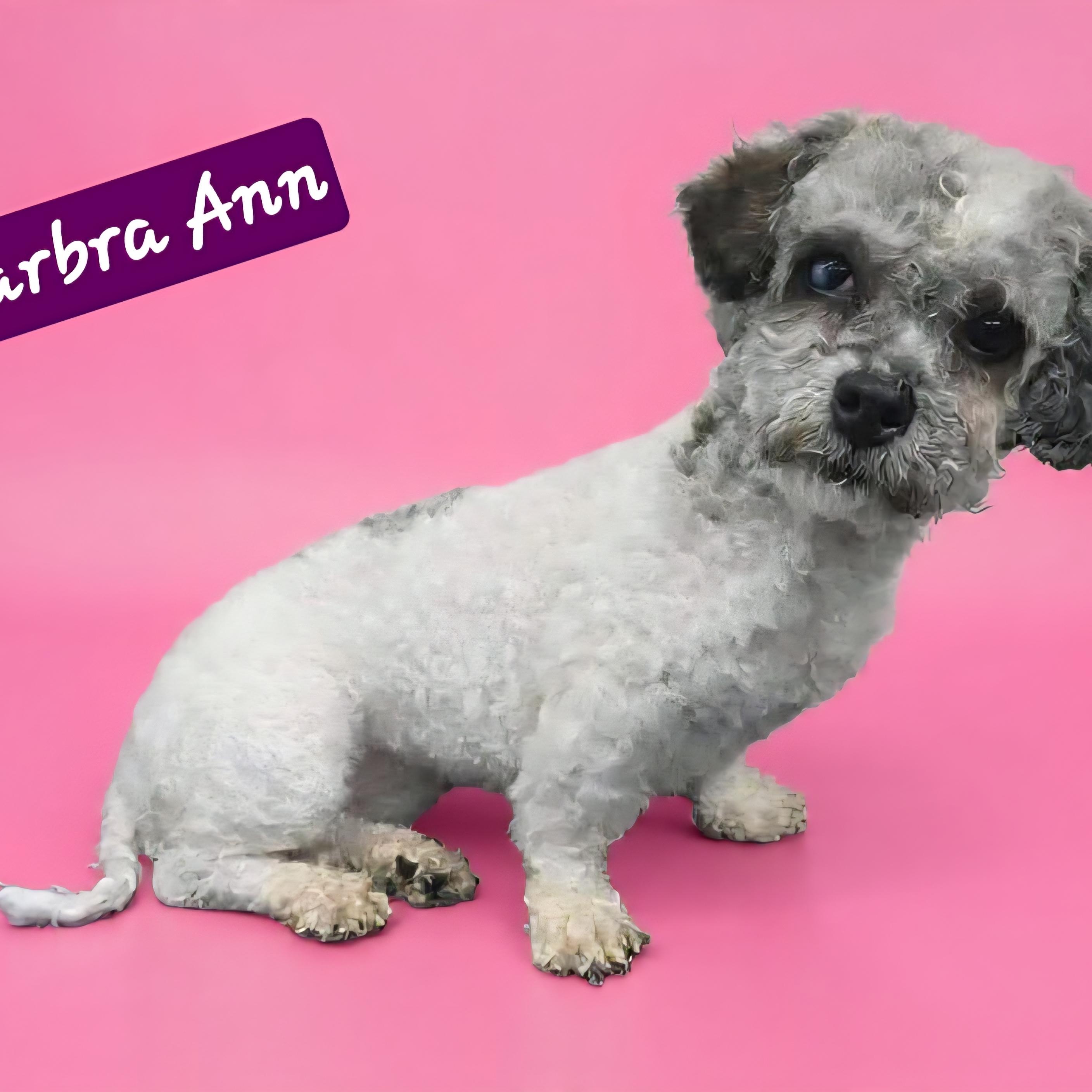 Barbra Ann, an adoptable mixed breed in Wheelersburg, OH image 2/5