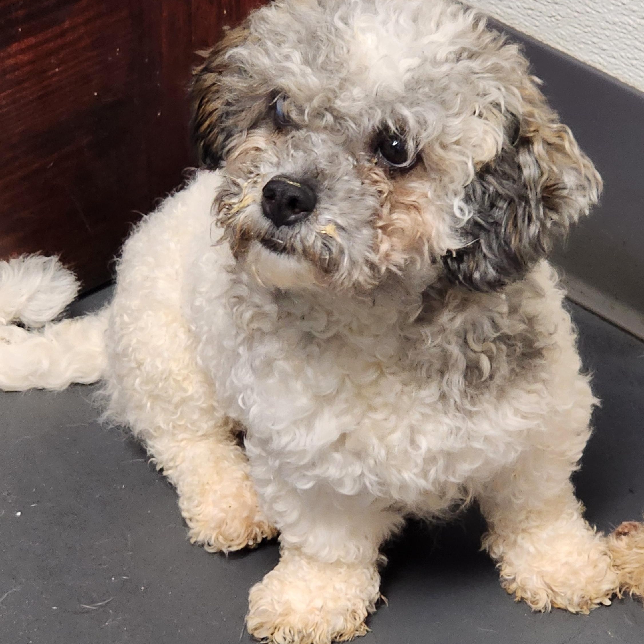 Barbra Ann, an adoptable mixed breed in Wheelersburg, OH image 5/5