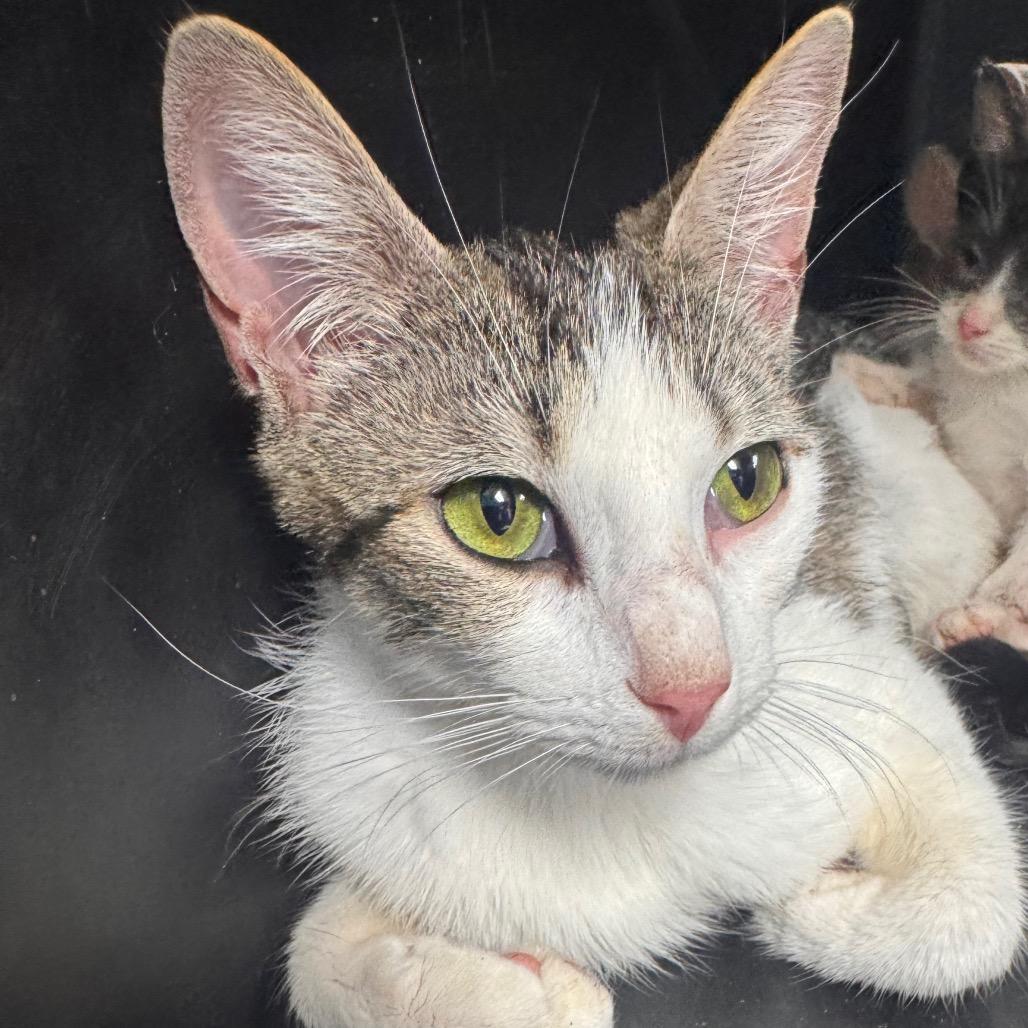 Enlarge Betty, a Adoptable Domestic Short Hair in Starkville, MS image 1/1