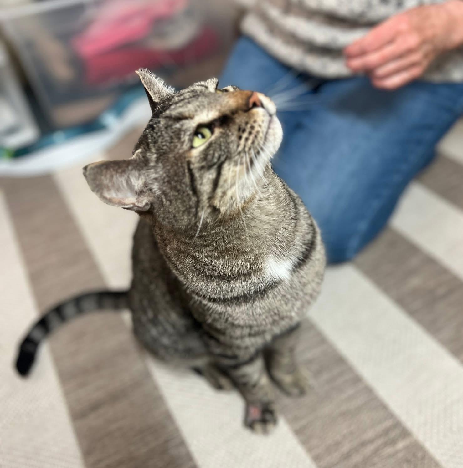 Marvin, adopted, Adult Male Domestic Short Hair.