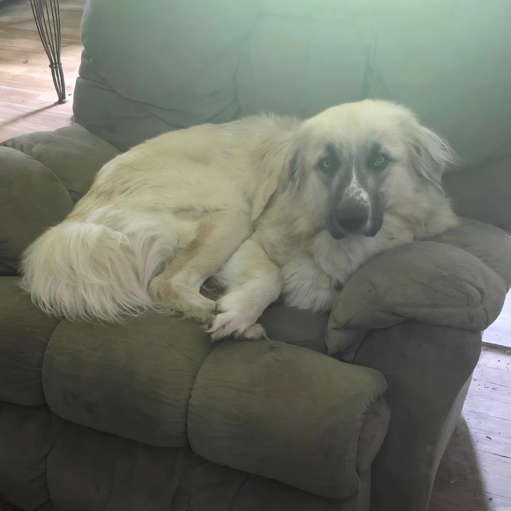 Georgie, Adoptable, Adult Male Anatolian Shepherd & Mixed Breed.
