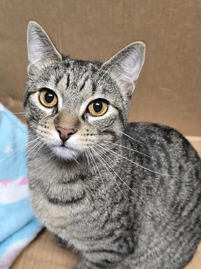 Violet — thumbnail 5