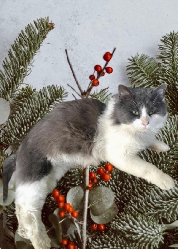 Enlarge Klaus, a ADOPTABLE Domestic Long Hair in Scottsburg, IN image 1/1