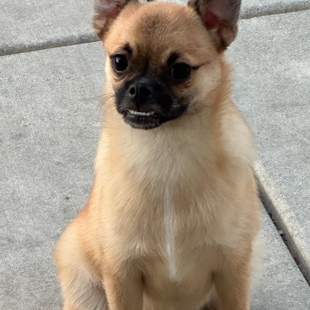 Enlarge Charlie , a ADOPTABLE mixed breed in Seal Beach, CA image 2/5