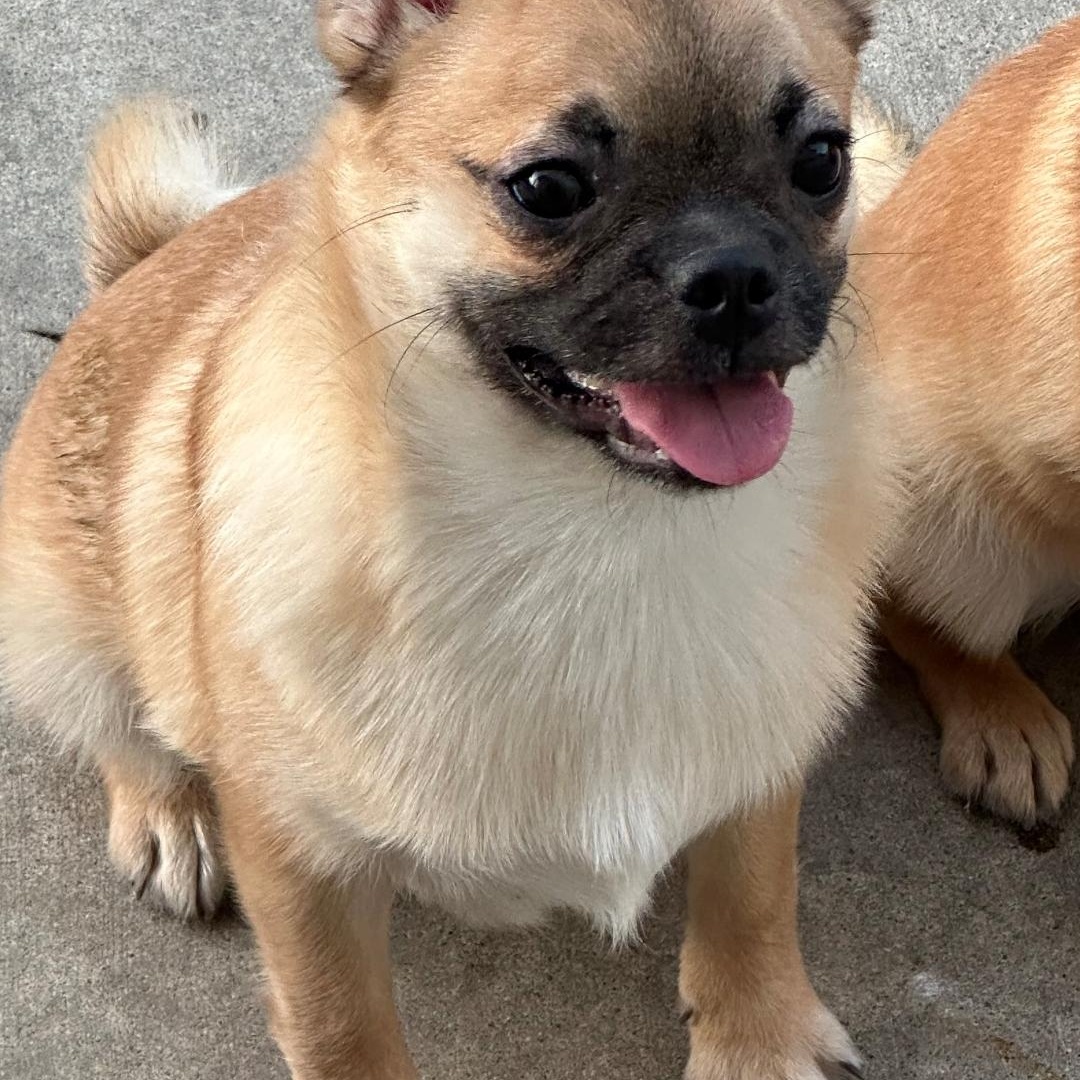 Enlarge Charlie , a ADOPTABLE mixed breed in Seal Beach, CA image 3/5