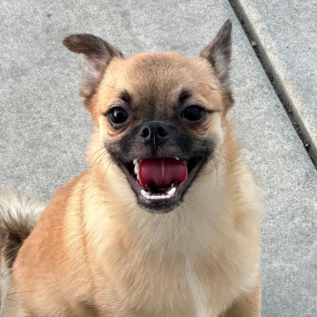 Enlarge Charlie , a ADOPTABLE mixed breed in Seal Beach, CA image 5/5