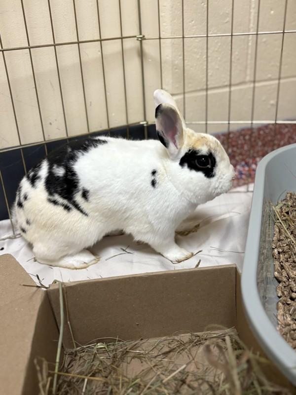 Roger Rabbit - Companion To Lola Rabbit, Adoptable, Young Male Dutch.