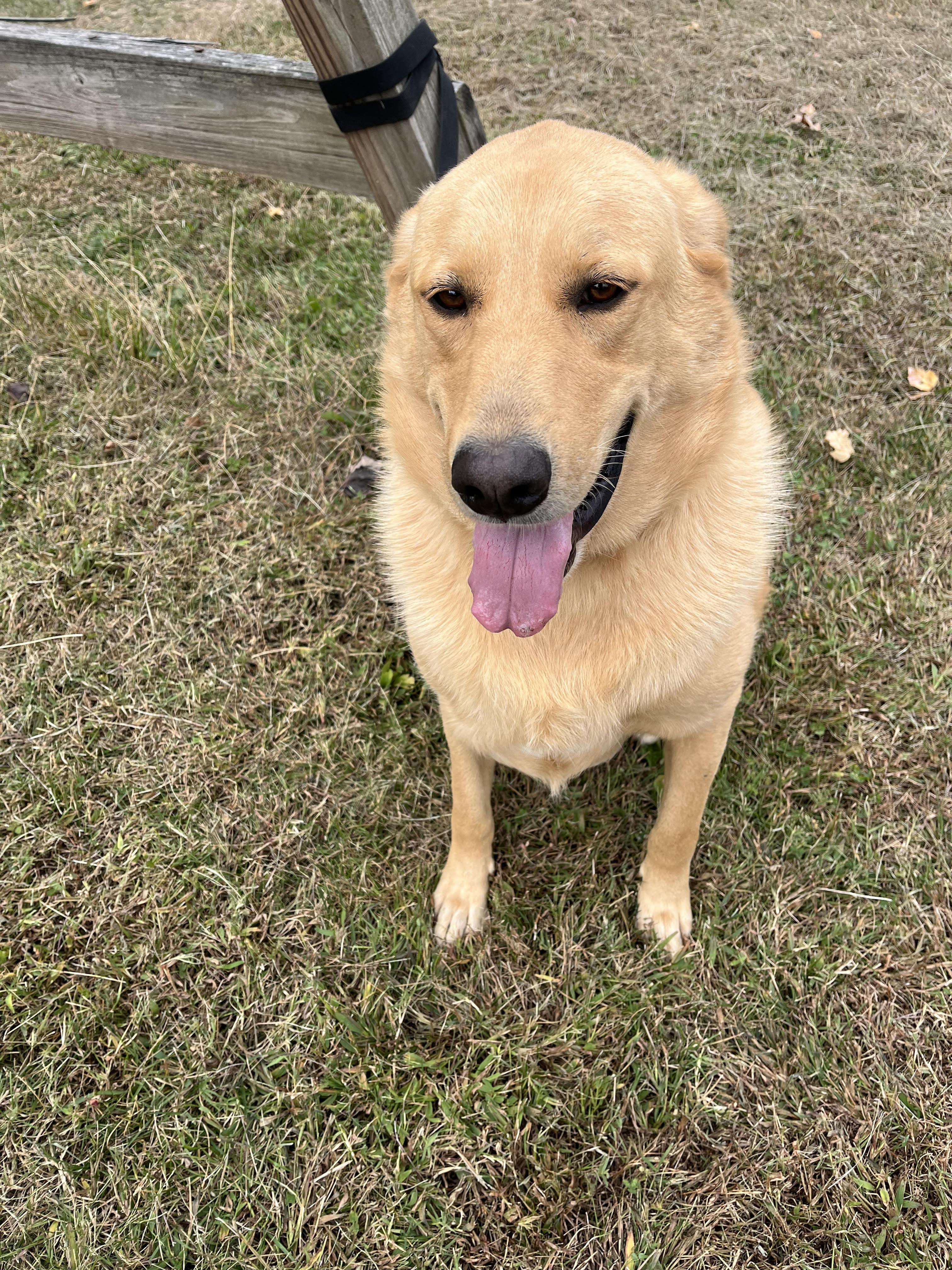 Mr Bojangles, Adopted, Adult Male Golden Retriever.