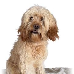 Kerouac — thumbnail 2