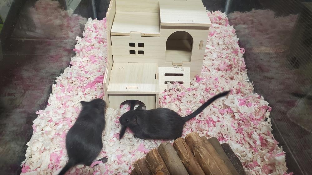 Enlarge Raven, Salem & Shadow, a Adoptable Gerbil in Port Saint Lucie, FL image 1/1
