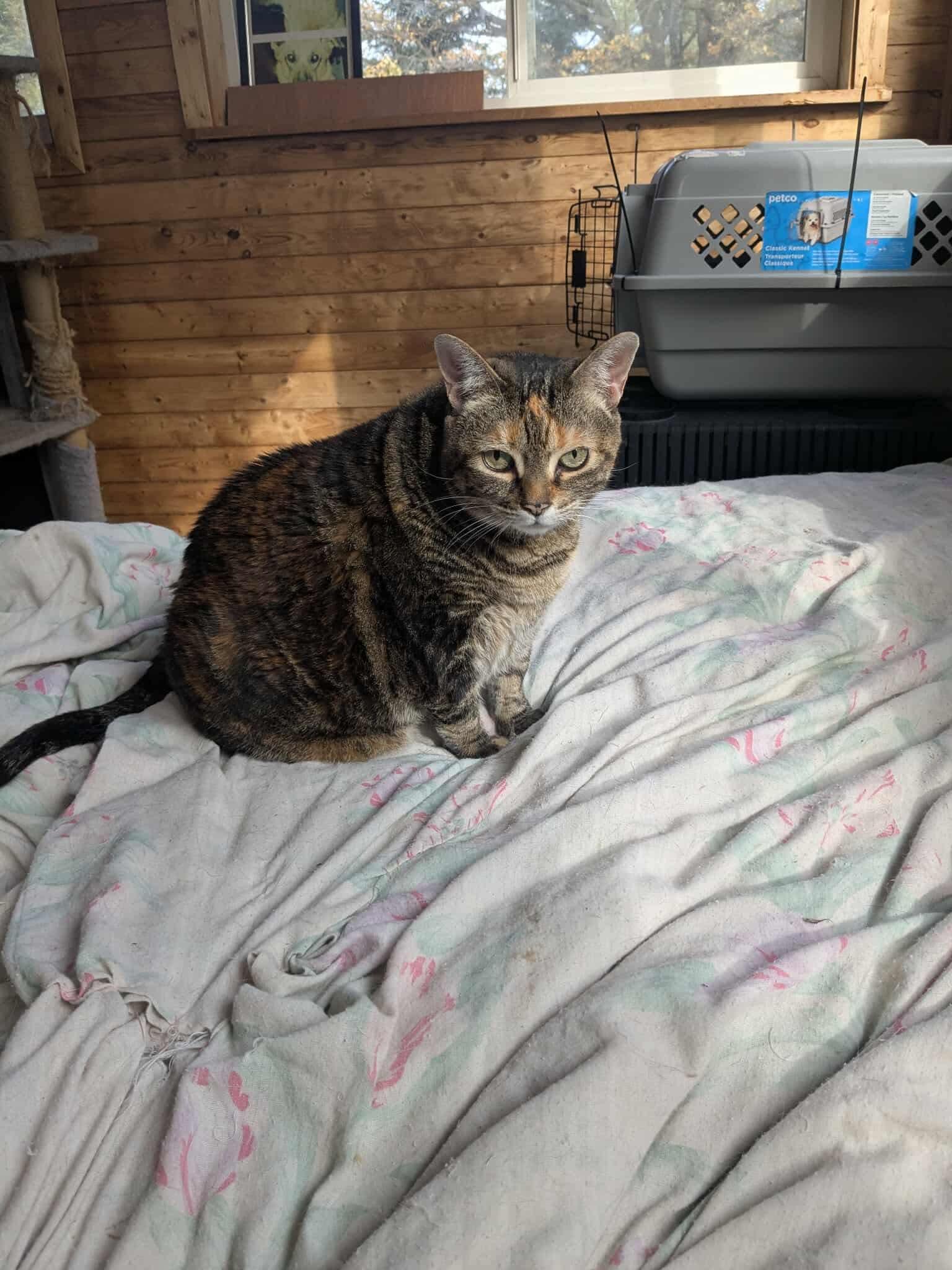 Taffy, Adoptable, Adult Female Domestic Short Hair.