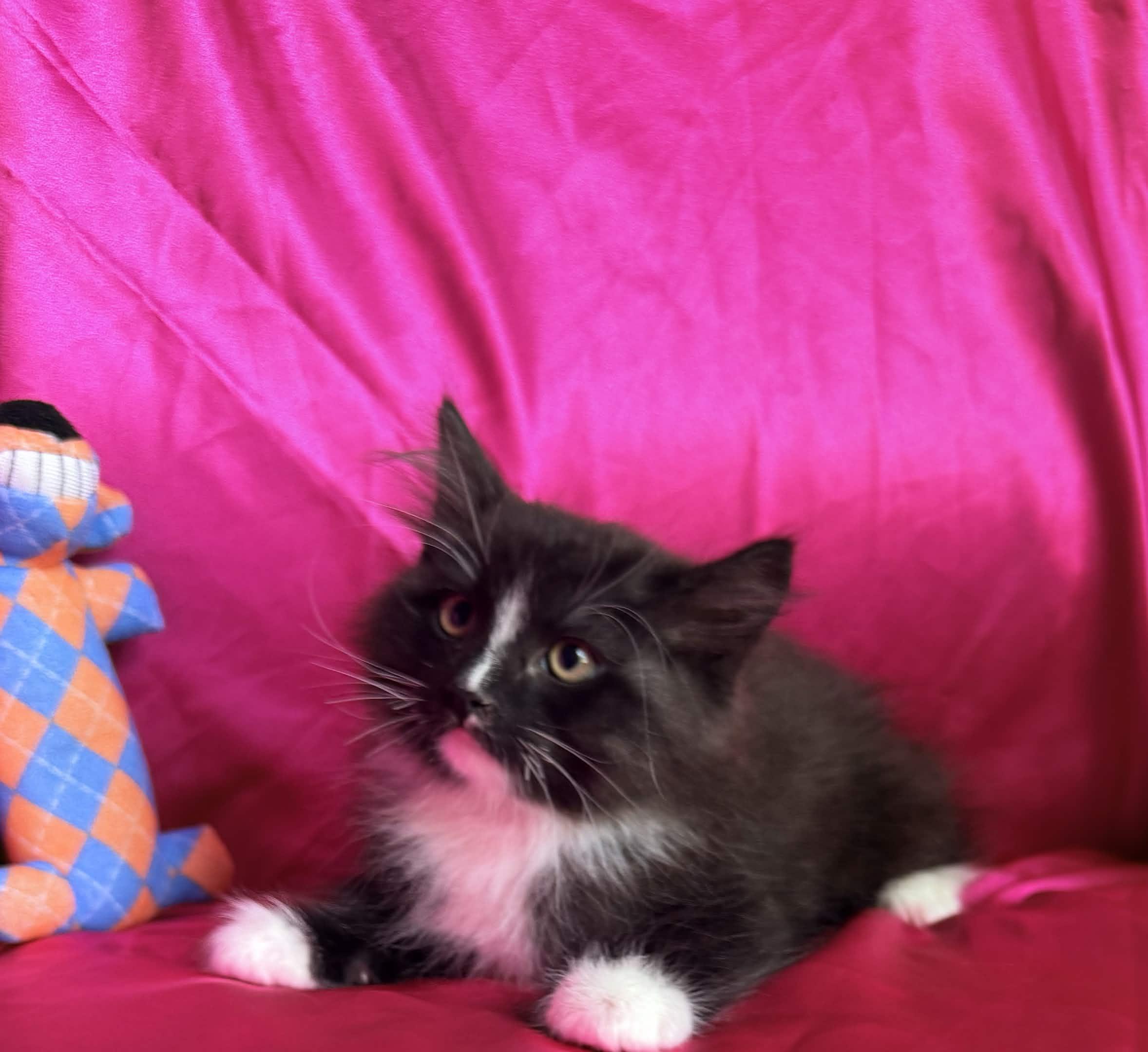 Enlarge FLUFFY, a ADOPTABLE Domestic Medium Hair in Rowland Heights, CA image 3/4
