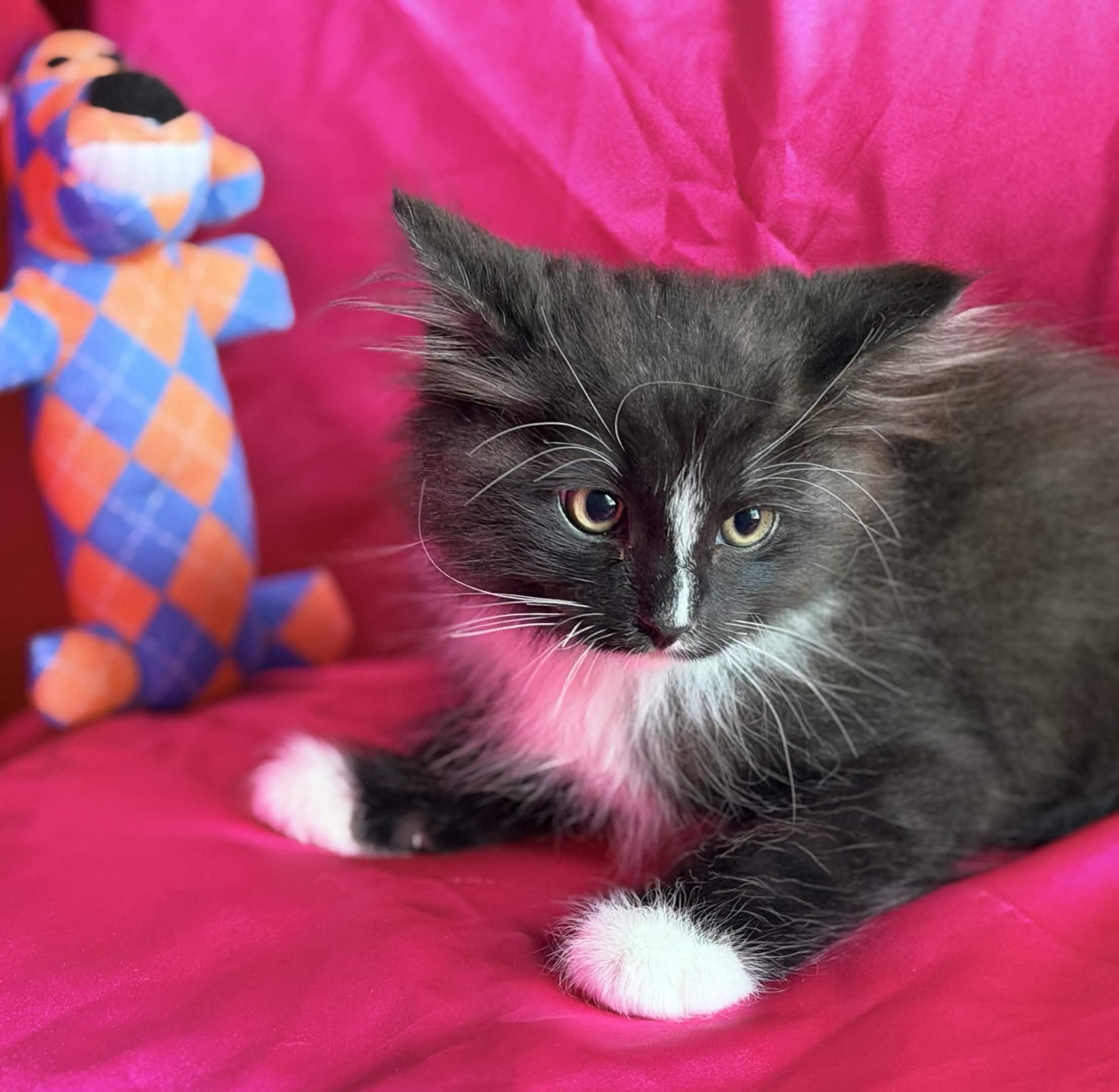 Enlarge FLUFFY, a ADOPTABLE Domestic Medium Hair in Rowland Heights, CA image 2/4