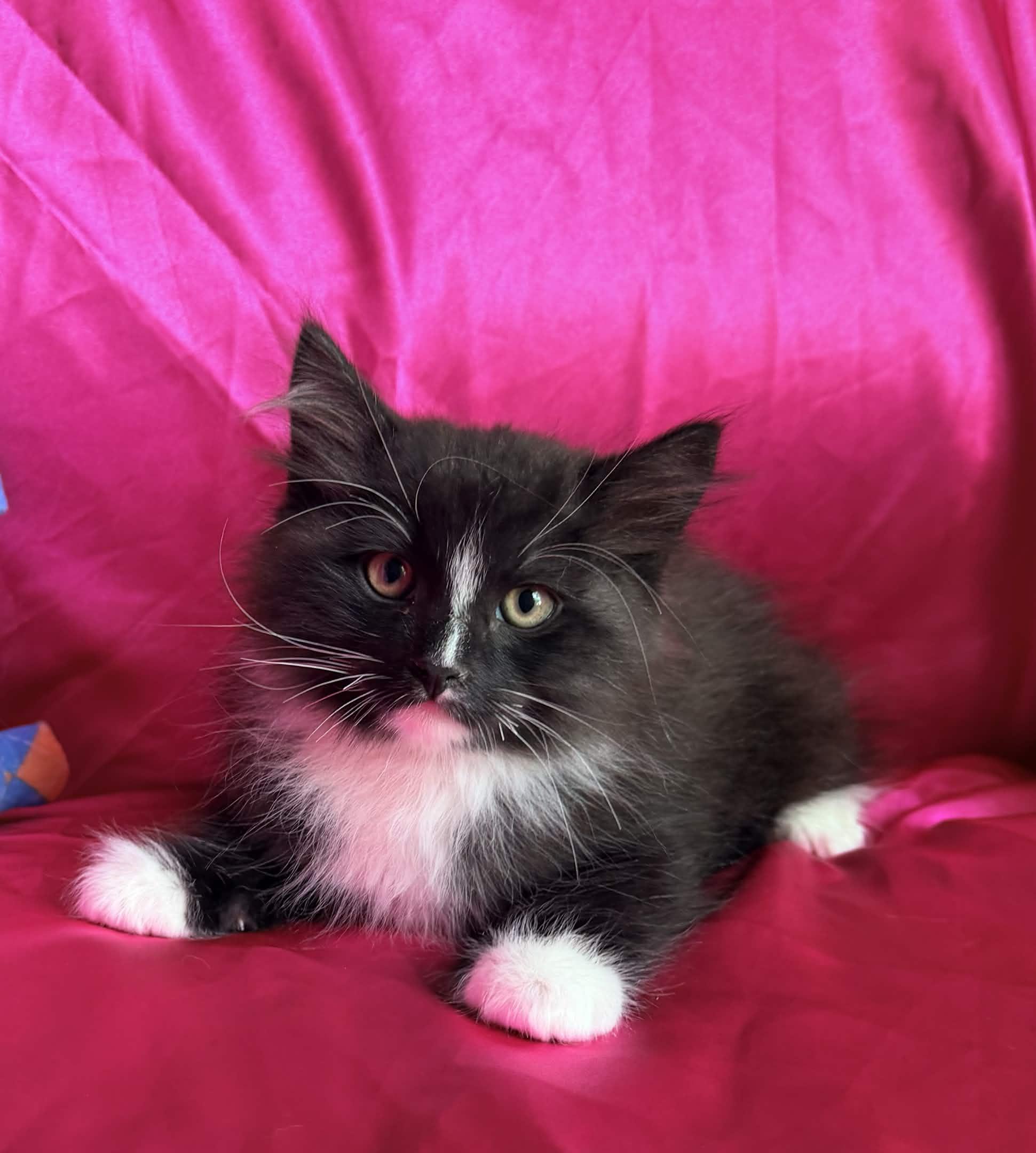 Enlarge FLUFFY, a ADOPTABLE Domestic Medium Hair in Rowland Heights, CA image 4/4