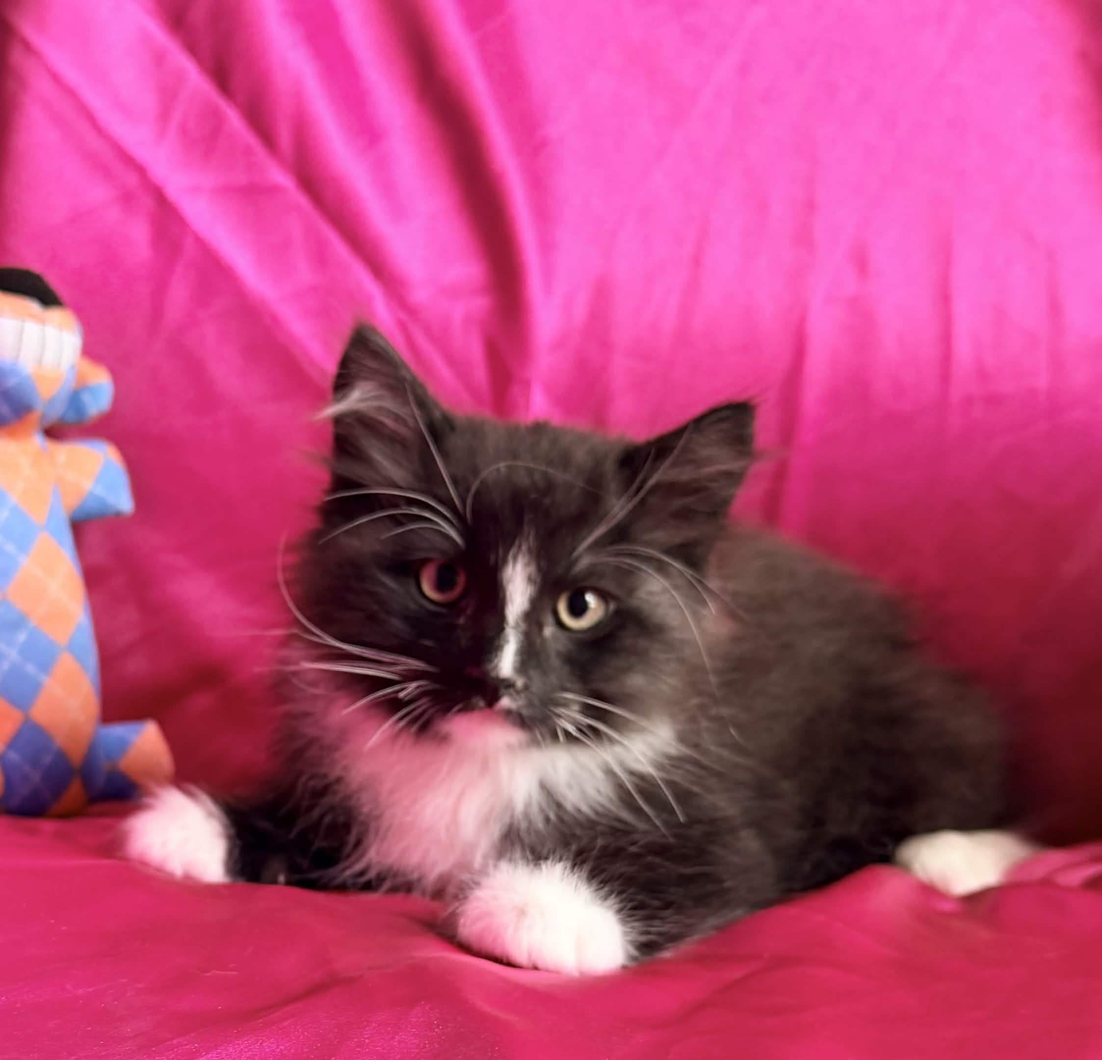 FLUFFY, ADOPTABLE, Young Female Domestic Medium Hair.