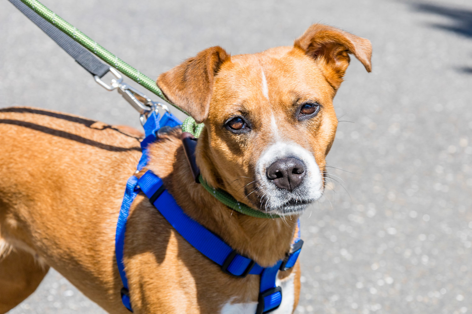 Enlarge Bella-Bean, a Adopted mixed breed in Southbury, CT image 1/10