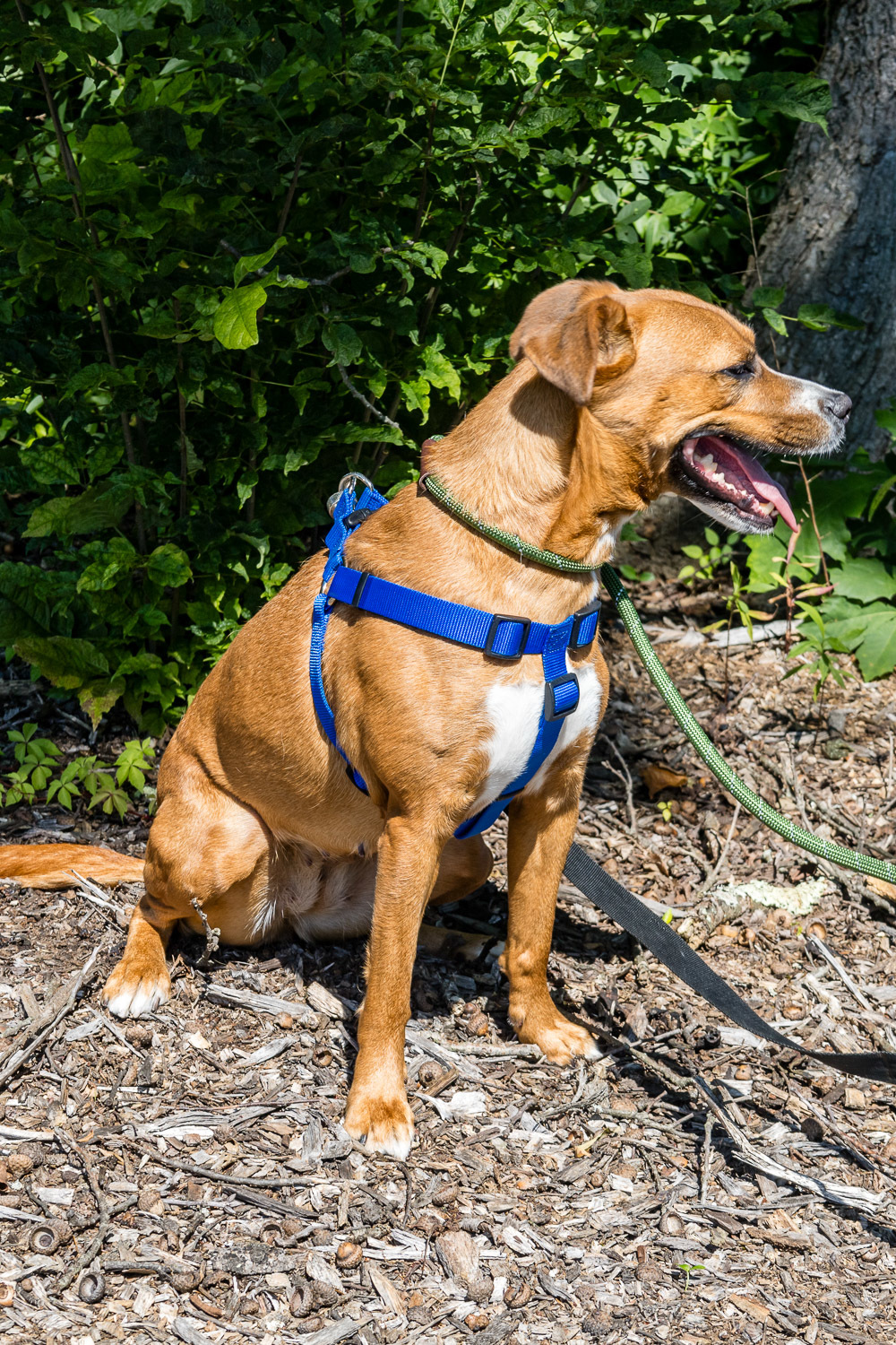 Enlarge Bella-Bean, a Adopted mixed breed in Southbury, CT image 2/10