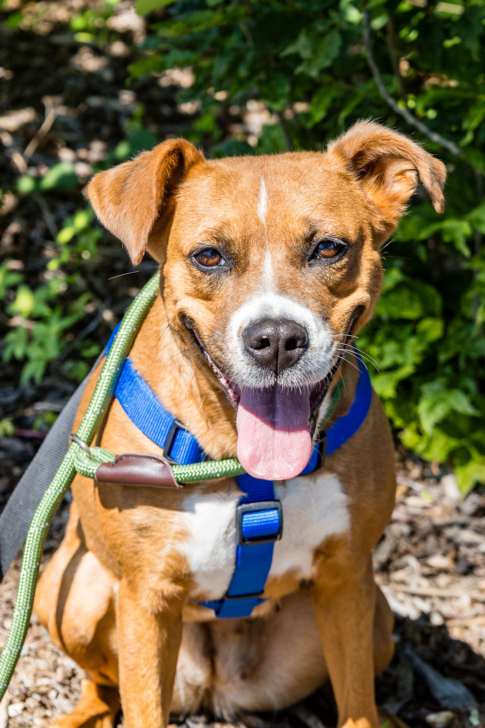 Enlarge Bella-Bean, a Adopted mixed breed in Southbury, CT image 3/10