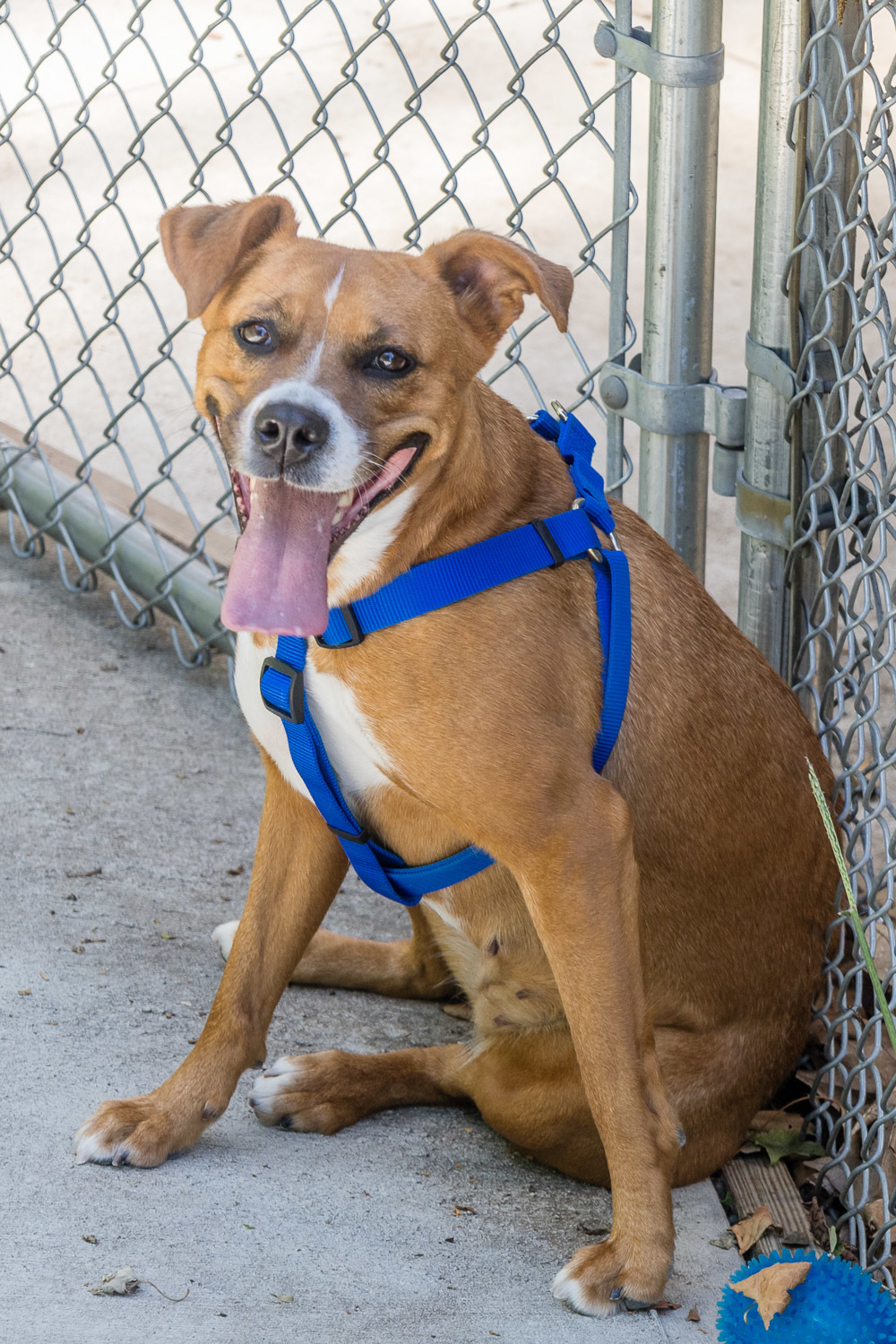 Enlarge Bella-Bean, a Adopted mixed breed in Southbury, CT image 4/10