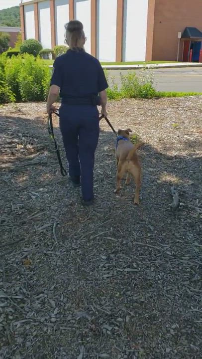 Enlarge Bella-Bean, a Adopted mixed breed in Southbury, CT video 9/10